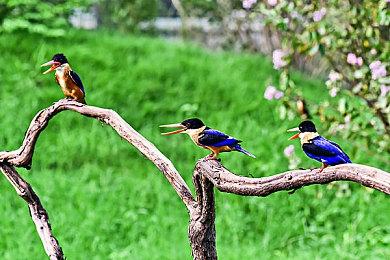 育碧声明《刺客信条：影》将充分尊重日本文化