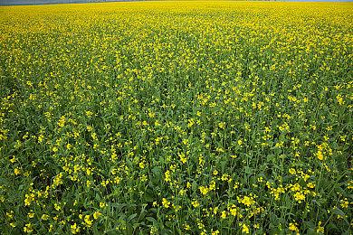 《龙腾世纪4》宣扬ZZZQ价值观 NPC大谈性别认同